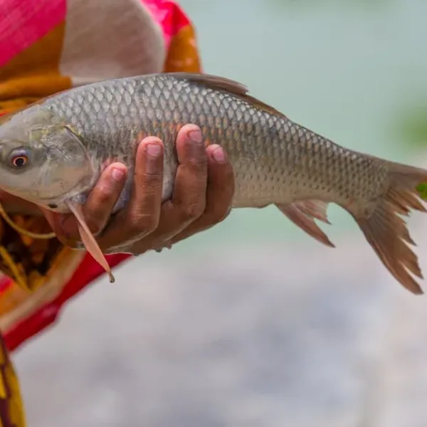 Can AI catch a fish from a riverbank with a hand-cut spear?