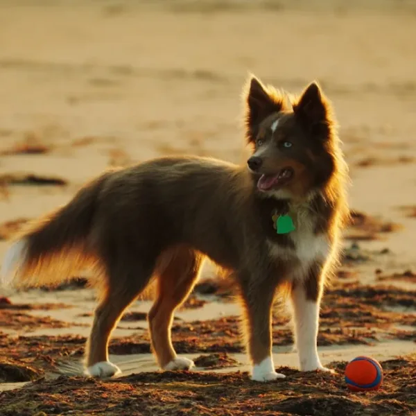 Can AI identify dog breeds from photos at expert level?