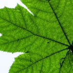 Identify plant species from leaf photographs.