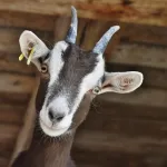Can AI make eye contact that means something?