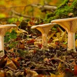 Recognize and classify different types of mushrooms based on their visual characteristics.