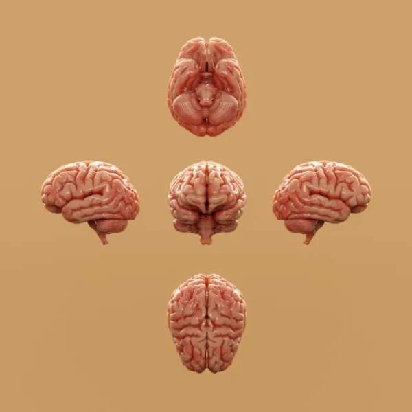 Can AI generate fully functional artificial neurons that can integrate with human brain tissue and restore lost cognitive function?
