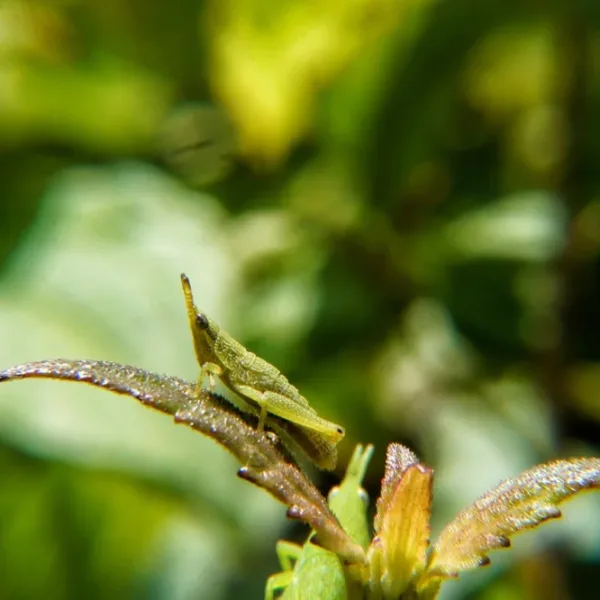 Can AI use ai to simulate and guide the evolution of complex ecosystems enabling rapid climate adaptation for endangered species through synthetic biodiversity?