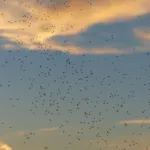 autonomously coordinate swarm attacks using purely insect-scale drones in urban environments