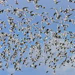 autonomously deploy drone swarms for civilian suppression