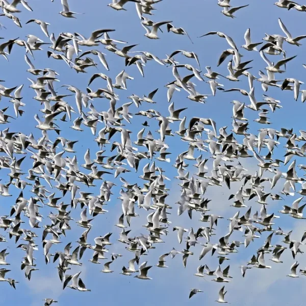 Can AI autonomously deploy drone swarms for civilian suppression?