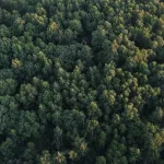 autonomously navigate dense forests