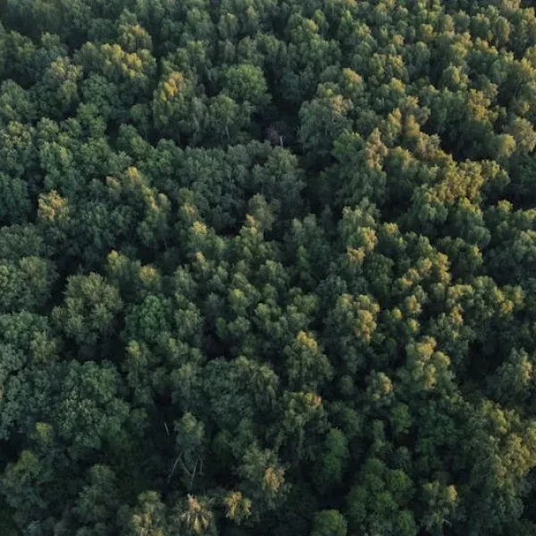 Can AI autonomously navigate dense forests?