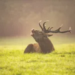 generate realistic animal sounds