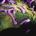 create living organisms from scratch