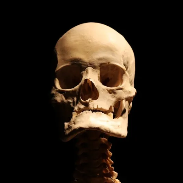 Může AI rekonstruovat 3D kostní struktury z běžných rentgenových snímků?