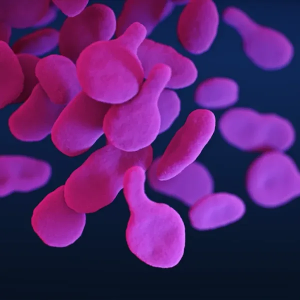 Může AI předpovídat epizody srpkovité krize z biometrických údajů nositelných zařízení s 12hodinovým předstihem?