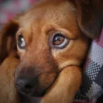 interpret pet behaviour based on sound or video