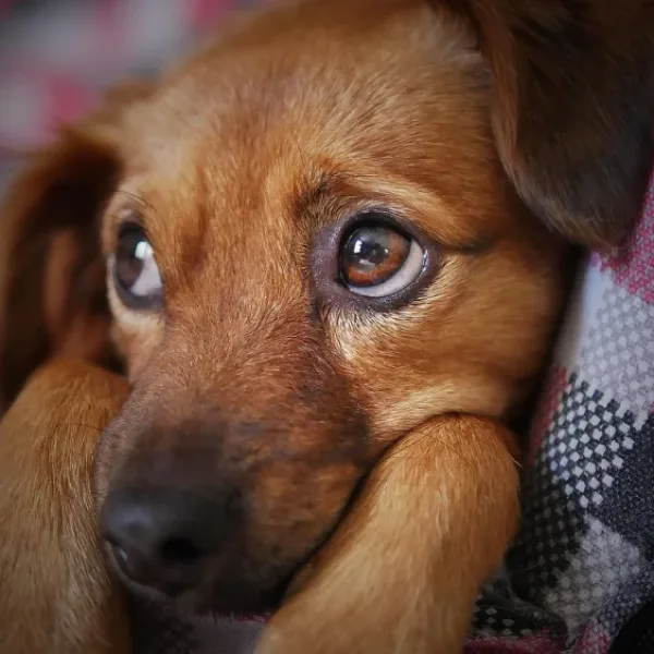 Poate AI interpreta comportamentul animalelor de companie pe baza sunetului sau video?