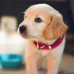 interpret pet behaviour based on sound or video