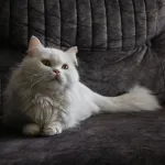 interpret pet behaviour based on sound or video