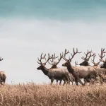 detect and govern wildlife populations