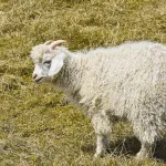 detect and govern wildlife populations
