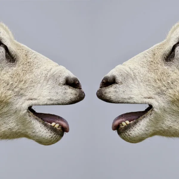 L'IA peut-elle communiquer ou interagir avec les animaux sous une forme significative ?