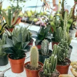 communicate with plants in any way shape or form