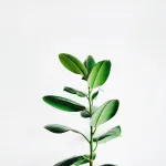 communicate with plants in any way shape or form