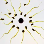 decide my most fertile period of the month based on data I feed it